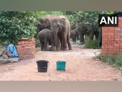 Elephants enter Andhra village, drink water from buckets, container | Elephants enter Andhra village, drink water from buckets, container Elephants enter Andhra village, drink water from buckets, container | Elephants enter Andhra village, drink water from buckets, container