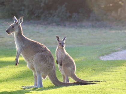 Skipping evolution: Study finds some kangaroos didn't hop | Skipping evolution: Study finds some kangaroos didn't hop