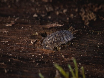 Artificial night-time light confuses colour-changing coastal woodlouse: Study | Artificial night-time light confuses colour-changing coastal woodlouse: Study