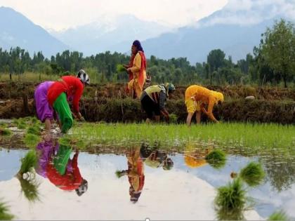 Kashmiri fields resound with folk songs as farming season begins | Kashmiri fields resound with folk songs as farming season begins