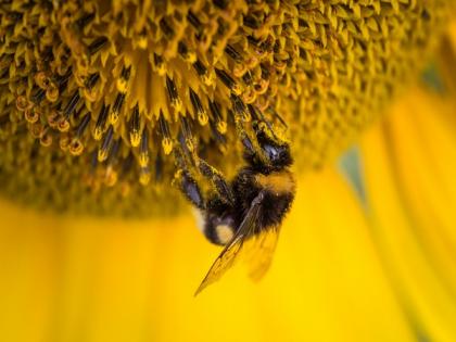 Lost bumblebees use fragrance to find their way home: Study | Lost bumblebees use fragrance to find their way home: Study
