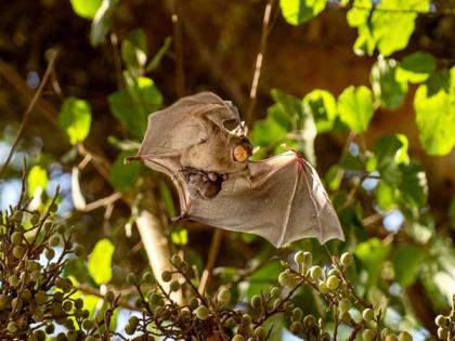 Bats suffer hearing loss too, but how they adapt may help humans | Bats suffer hearing loss too, but how they adapt may help humans
