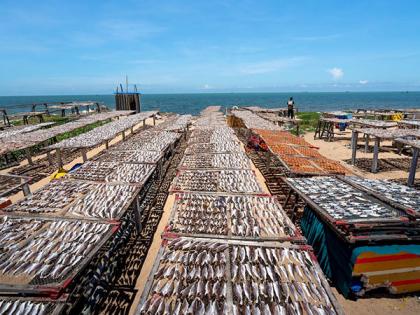 Biogas can be produced by fish farms: Study | Biogas can be produced by fish farms: Study Biogas can be produced by fish farms: Study | Biogas can be produced by fish farms: Study