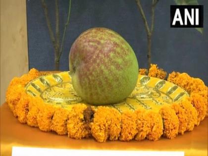 World's most expensive mango 'Miyazaki' showcased at Raipur Mango Festival | World's most expensive mango 'Miyazaki' showcased at Raipur Mango Festival