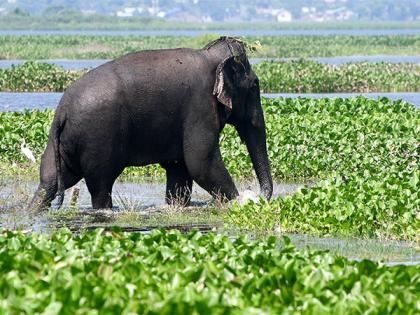 A 2,300-year-old Buddhist Elephant statue discovered | A 2,300-year-old Buddhist Elephant statue discovered