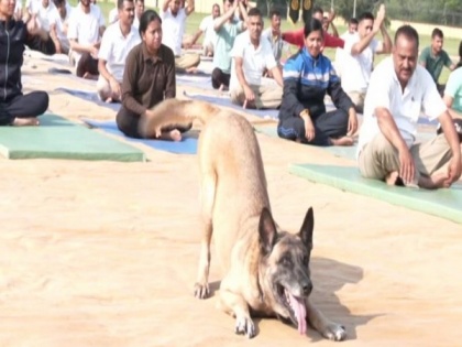 International Yoga Day: Dog from ITBP canine squad 'performs yoga' at J-K's Udhampur event | International Yoga Day: Dog from ITBP canine squad 'performs yoga' at J-K's Udhampur event