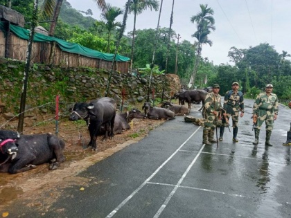 BSF foils smuggling bid, rescues 36 cattle along India-Bangladesh border in Meghalaya | BSF foils smuggling bid, rescues 36 cattle along India-Bangladesh border in Meghalaya