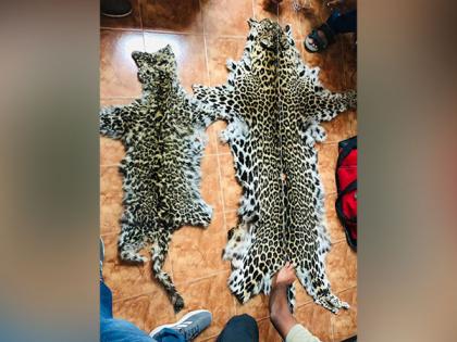 DRI detains 4 persons with 2 leopard skins in Delhi: Officials | DRI detains 4 persons with 2 leopard skins in Delhi: Officials DRI detains 4 persons with 2 leopard skins in Delhi: Officials | DRI detains 4 persons with 2 leopard skins in Delhi: Officials