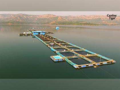 Revolutionizing Seafood Industry: Cambay Tiger Empowers Sustainability Amidst Indian Fishing Ban | Revolutionizing Seafood Industry: Cambay Tiger Empowers Sustainability Amidst Indian Fishing Ban