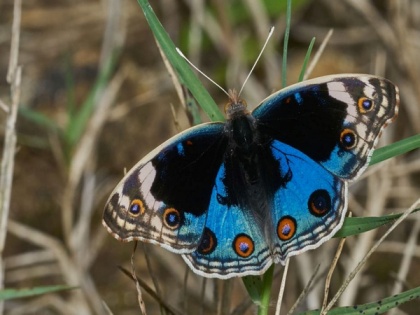 Blue Pansy named official butterfly of J-K; "a victory for biodiversity conservation," say environmentalists | Blue Pansy named official butterfly of J-K; "a victory for biodiversity conservation," say environmentalists