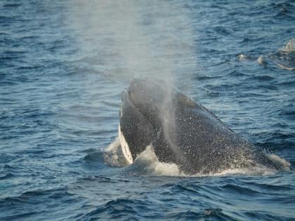 Researchers find new species of early-toothed whale | Researchers find new species of early-toothed whale