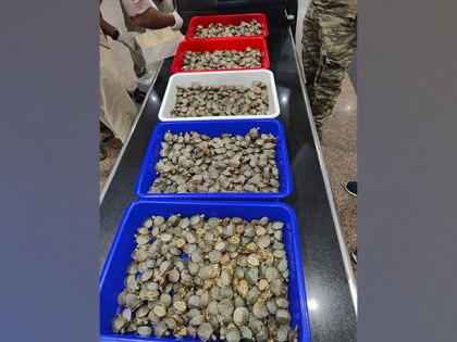 6,850 live red-eared slider turtles seized from 2 passengers at Trichy airport | 6,850 live red-eared slider turtles seized from 2 passengers at Trichy airport