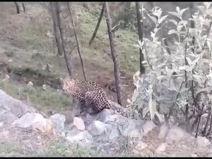 Uttarakhand: Leopard spotted in Uttarkashi's village | Uttarakhand: Leopard spotted in Uttarkashi's village