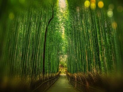 Bamboo could be a future renewable energy source: Study | Bamboo could be a future renewable energy source: Study
