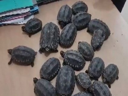Delhi: 19 tortoises, 40 parrots recovered in raid on pet shop | Delhi: 19 tortoises, 40 parrots recovered in raid on pet shop