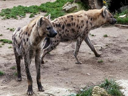Hyenas inherit power from moms, but it's a privilege they pay dearly for: Study | Hyenas inherit power from moms, but it's a privilege they pay dearly for: Study