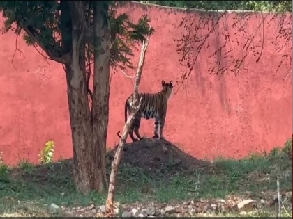 Andhra Pradesh: Two more tigers die in Indira Gandhi Zoological Park of Visakhapatnam | Andhra Pradesh: Two more tigers die in Indira Gandhi Zoological Park of Visakhapatnam