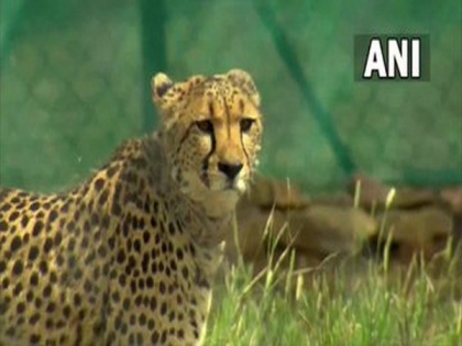 Madhya Pradesh: Translocated cheetah injured in fight at Kuno National Park | Madhya Pradesh: Translocated cheetah injured in fight at Kuno National Park