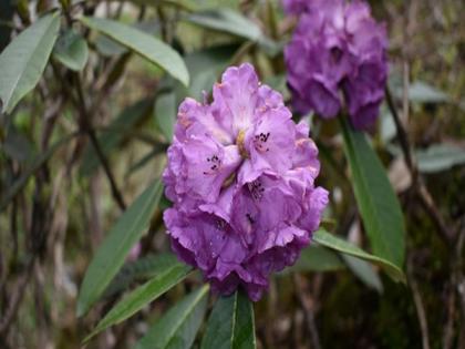 Of Rituals and Rhododendrons: Exploring sacred landscapes of Buddhism in Sikkim | Of Rituals and Rhododendrons: Exploring sacred landscapes of Buddhism in Sikkim