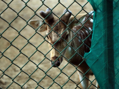 Delhi's Deer Park loses its "mini zoo" tag, its deer to be relocated | Delhi's Deer Park loses its "mini zoo" tag, its deer to be relocated