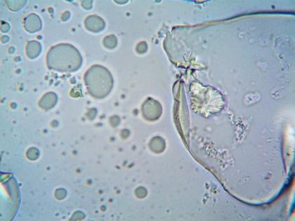 Drug delivery method reverse senescence of stem cells: Study | Drug delivery method reverse senescence of stem cells: Study Drug delivery method reverse senescence of stem cells: Study | Drug delivery method reverse senescence of stem cells: Study