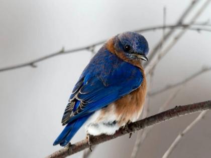 Male birds who are able to repeat song notes attract female mate: Study | Male birds who are able to repeat song notes attract female mate: Study