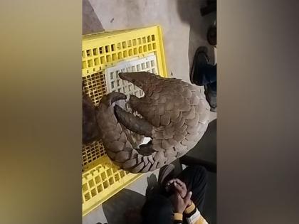 Chhattisgarh: Three held for allegedly smuggling Pangolin in Kanker | Chhattisgarh: Three held for allegedly smuggling Pangolin in Kanker