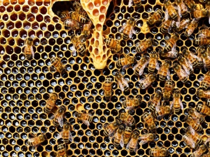 Honey bees more faithful to their flower patches than bumble bees: Study | Honey bees more faithful to their flower patches than bumble bees: Study