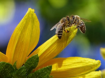 Immune-boosting therapy helps honey bees fight viruses: Study | Immune-boosting therapy helps honey bees fight viruses: Study