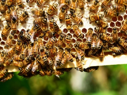 Immune-boosting therapy helps honey bees resist deadly viruses: Study | Immune-boosting therapy helps honey bees resist deadly viruses: Study