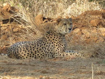 MP: Cheetah who strayed from Kuno National Park released into wild again | MP: Cheetah who strayed from Kuno National Park released into wild again