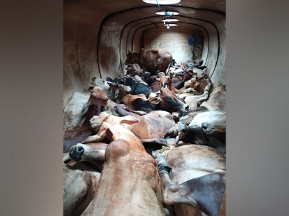 Police seize large number of cattle heads from oil tanker in Assam's Kamrup | Police seize large number of cattle heads from oil tanker in Assam's Kamrup