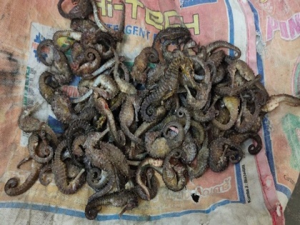 TN: Man arrested for smuggling seahorses in Ramanathapuram | TN: Man arrested for smuggling seahorses in Ramanathapuram
