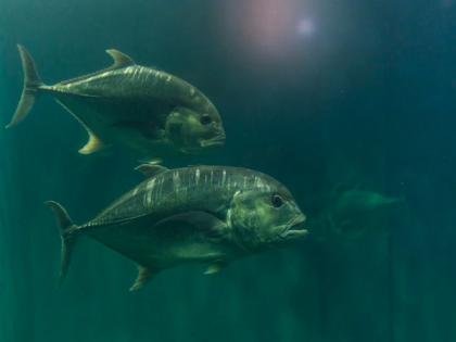 Study finds warmer, murkier waters favour predators of guppies | Study finds warmer, murkier waters favour predators of guppies