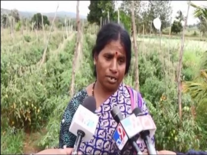 Tomatoes worth Rs 2.5 lakh stolen in Karnataka's Hassan | Tomatoes worth Rs 2.5 lakh stolen in Karnataka's Hassan