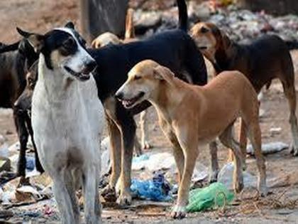 Delhi Police rescue 14 street dogs confined in Greater Kailash's flat | Delhi Police rescue 14 street dogs confined in Greater Kailash's flat
