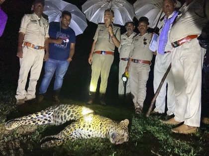 Leopard found dead in suspicious conditions in MP's Katni | Leopard found dead in suspicious conditions in MP's Katni