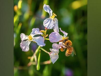 Omega-3 oil counteracts toxic effects of pesticides in pollinators: Study | Omega-3 oil counteracts toxic effects of pesticides in pollinators: Study