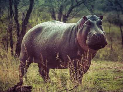 Madagascar hippos were forest dwellers: Study | Madagascar hippos were forest dwellers: Study