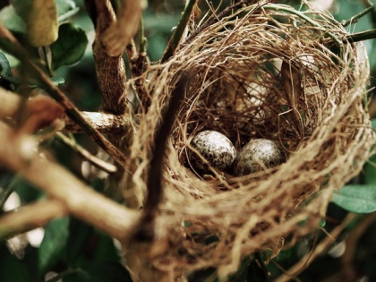 Man-made materials in nests can bring risks for birds: Study | Man-made materials in nests can bring risks for birds: Study