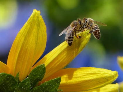 Warmer springs are causing bees to wake up earlier: Study | Warmer springs are causing bees to wake up earlier: Study
