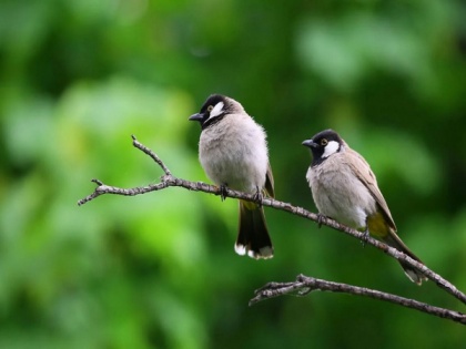Beak shape determines nest material selected by birds: Study | Beak shape determines nest material selected by birds: Study