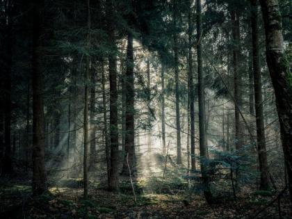Study reveals forest may adapt to climate change, but not quickly enough | Study reveals forest may adapt to climate change, but not quickly enough