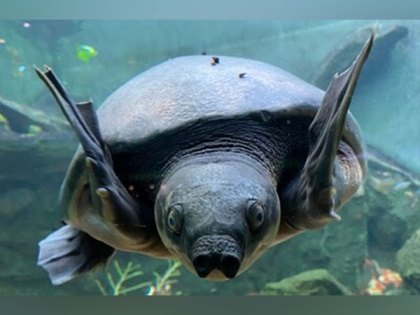 "Bali Safari Park: Preserving the Majestic Pig-nosed Turtle - A Remarkable Conservation Story | "Bali Safari Park: Preserving the Majestic Pig-nosed Turtle - A Remarkable Conservation Story