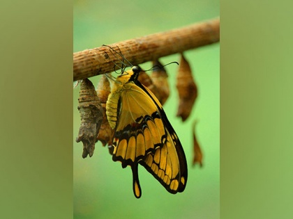 Research reveals Butterflies, moths share ancient ‘blocks’ of DNA | Research reveals Butterflies, moths share ancient ‘blocks’ of DNA