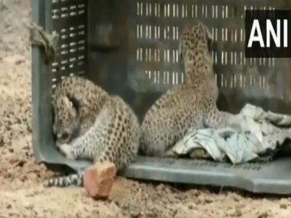 Two leopard cubs rescued by Wildlife Department in Haryana's Nuh | Two leopard cubs rescued by Wildlife Department in Haryana's Nuh Two leopard cubs rescued by Wildlife Department in Haryana's Nuh | Two leopard cubs rescued by Wildlife Department in Haryana's Nuh