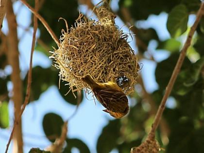 Study finds that man-made materials in nests can bring risks for birds | Study finds that man-made materials in nests can bring risks for birds Study finds that man-made materials in nests can bring risks for birds | Study finds that man-made materials in nests can bring risks for birds