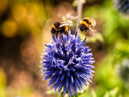 Study sheds light on connection of warmer springs, bees waking up earlier | Study sheds light on connection of warmer springs, bees waking up earlier Study sheds light on connection of warmer springs, bees waking up earlier | Study sheds light on connection of warmer springs, bees waking up earlier
