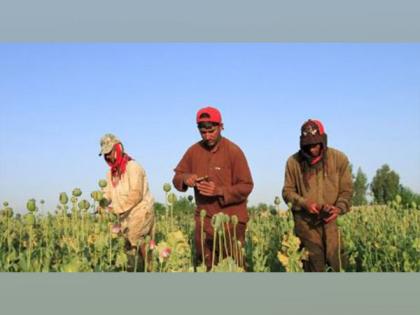 As drought grips Afghanistan's Bamyan, farmers complain of lack of fodder | As drought grips Afghanistan's Bamyan, farmers complain of lack of fodder As drought grips Afghanistan's Bamyan, farmers complain of lack of fodder | As drought grips Afghanistan's Bamyan, farmers complain of lack of fodder