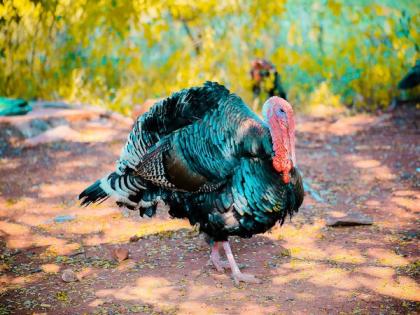 Climate change may not affect the timing of turkey nesting, finds study | Climate change may not affect the timing of turkey nesting, finds study Climate change may not affect the timing of turkey nesting, finds study | Climate change may not affect the timing of turkey nesting, finds study